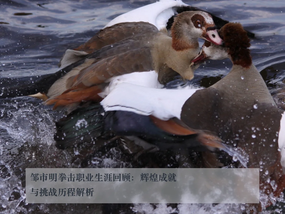 邹市明拳击职业生涯回顾：辉煌成就与挑战历程解析